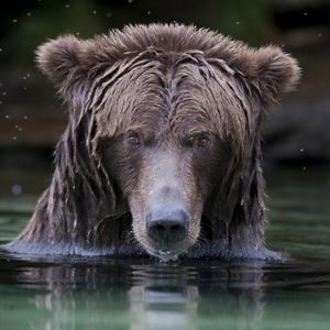 Meet your Posher, Yiming